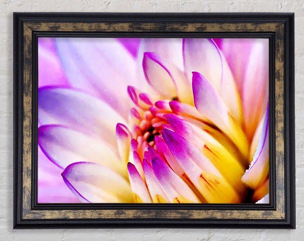 Stunning Pink Yellow Water Lily Framed Print