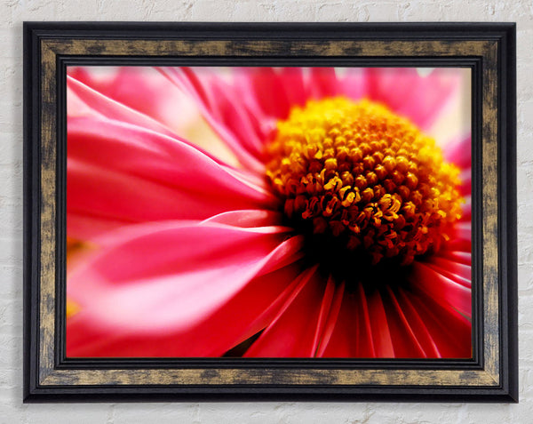 Pink Pom Pom Centre Framed Print