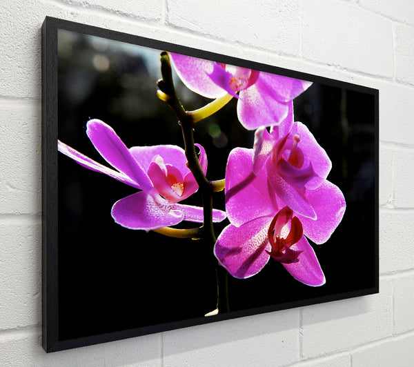 Orchid In Sunlight