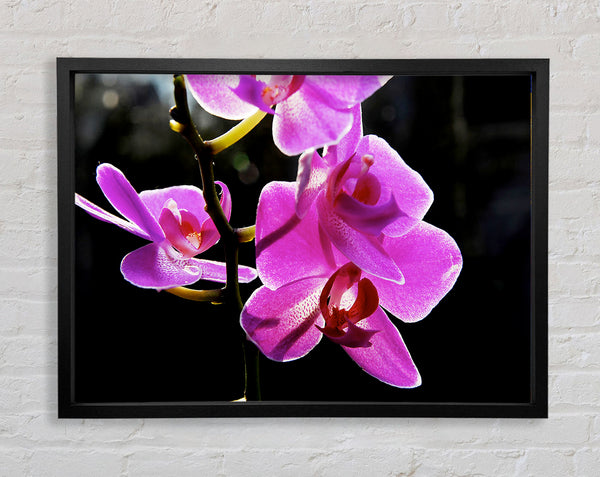 Orchidee im Sonnenlicht