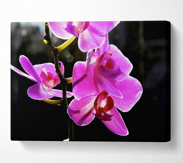  A Canvas Print of Orchid In Sunlight Canvas Wall Art