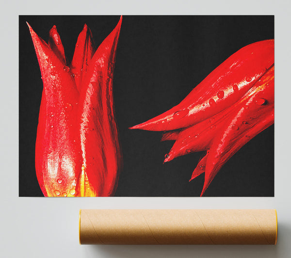 A Pair Of Red Tulips Print
