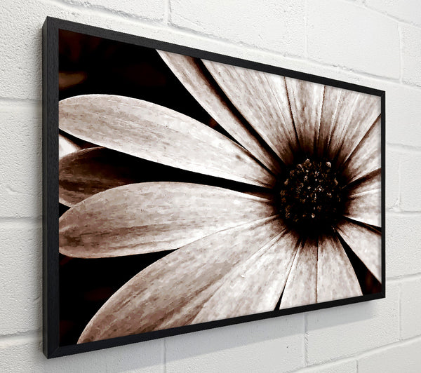 Cocoa Daisy Petals