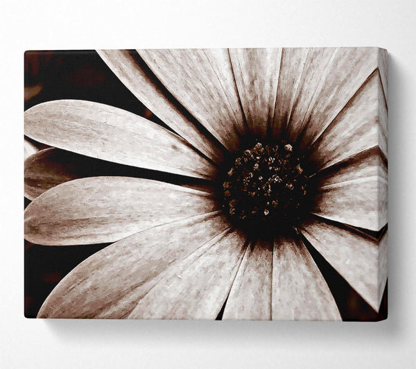  A Canvas Print of Cocoa Daisy Petals Canvas Art