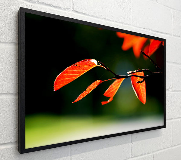 Orange Leaves In Sunlight