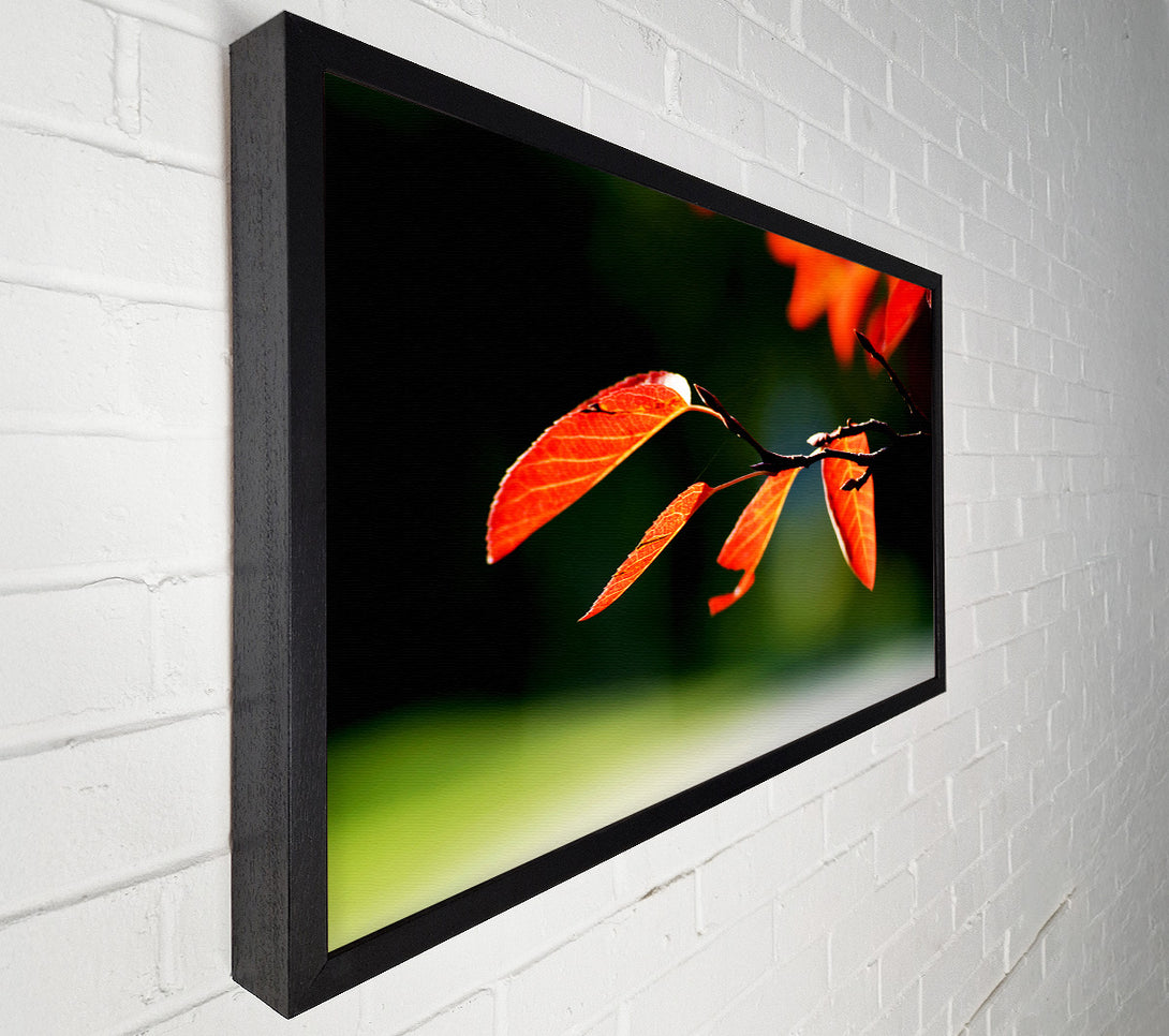  A Canvas Print of Orange Leaves In Sunlight Canvas Art