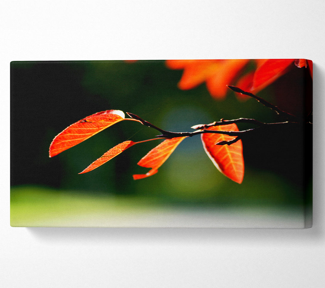  A Canvas Print of Orange Leaves In Sunlight Canvas Art