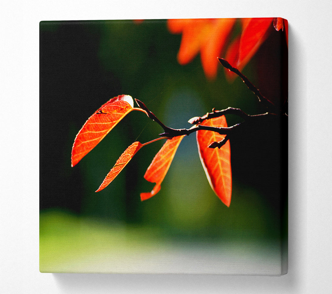  A Canvas Print of Orange Leaves In Sunlight Canvas Art