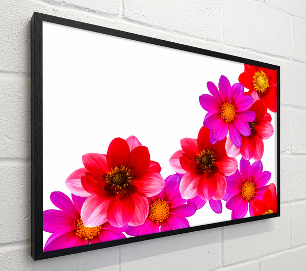 Pink And Red Flower Heads