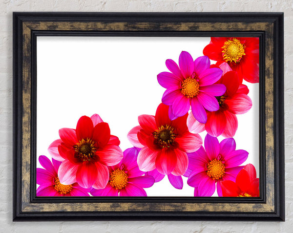 Pink And Red Flower Heads Framed Print