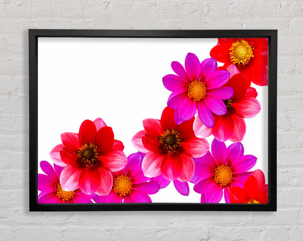 Rosa und rote Blütenköpfe