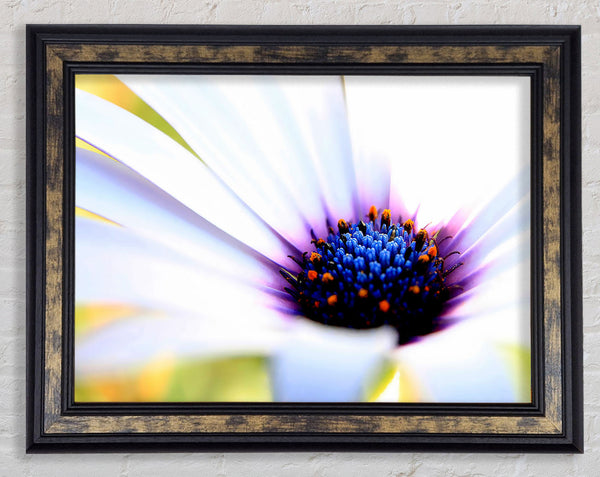 Purple Daisy Centre Framed Print