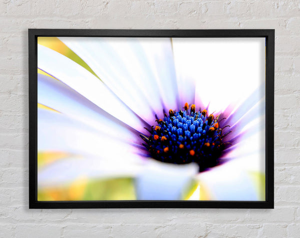 Purple Daisy Centre Framed Print