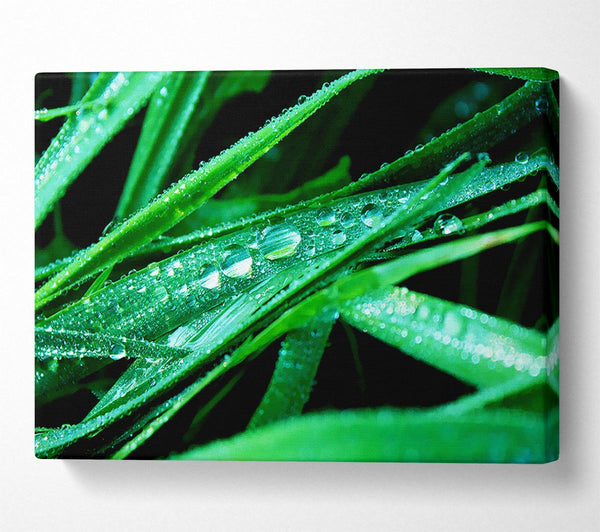 A Canvas Print of Morning Dew On Grass Canvas Art