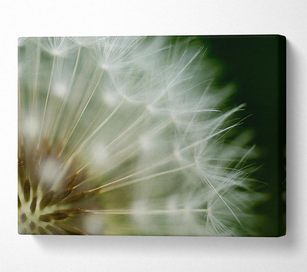  A Canvas Print of White Pom pom Centre Canvas Print
