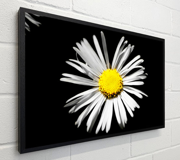 White Daisy Sunlight