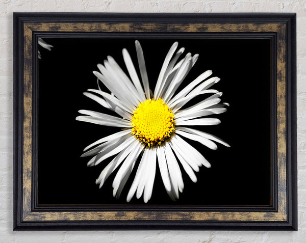 White Daisy Sunlight Framed Print