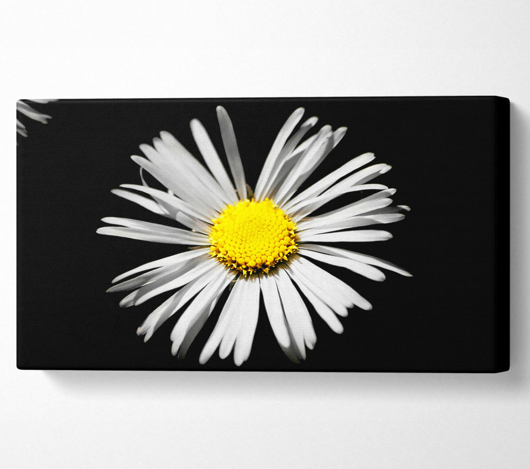  A Canvas Print of White Daisy Sunlight Canvas Wall Art