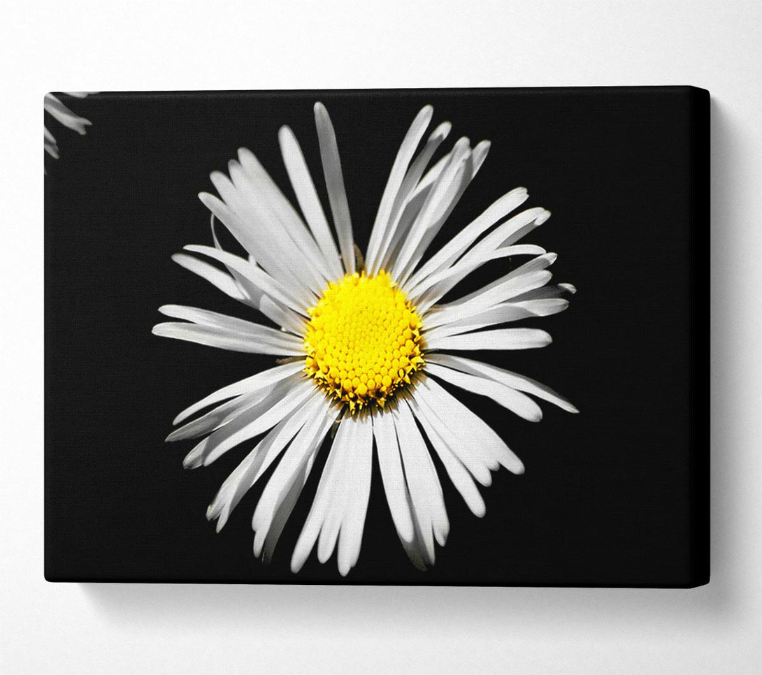  A Canvas Print of White Daisy Sunlight Canvas Wall Art