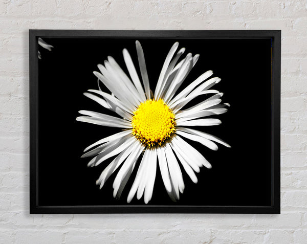 White Daisy Sunlight