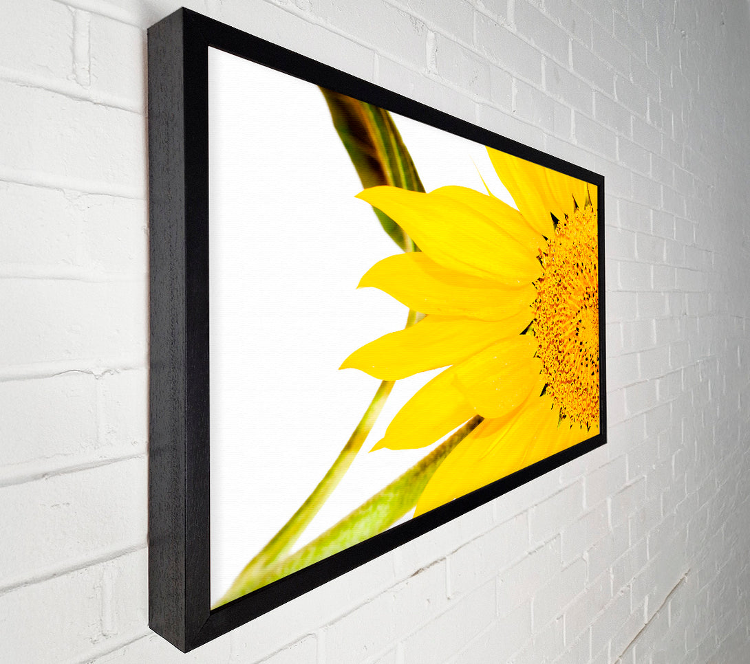  A Canvas Print of Close-Up Petal Sunflower Canvas Art