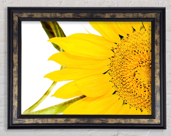 Close-Up Petal Sunflower Framed Print