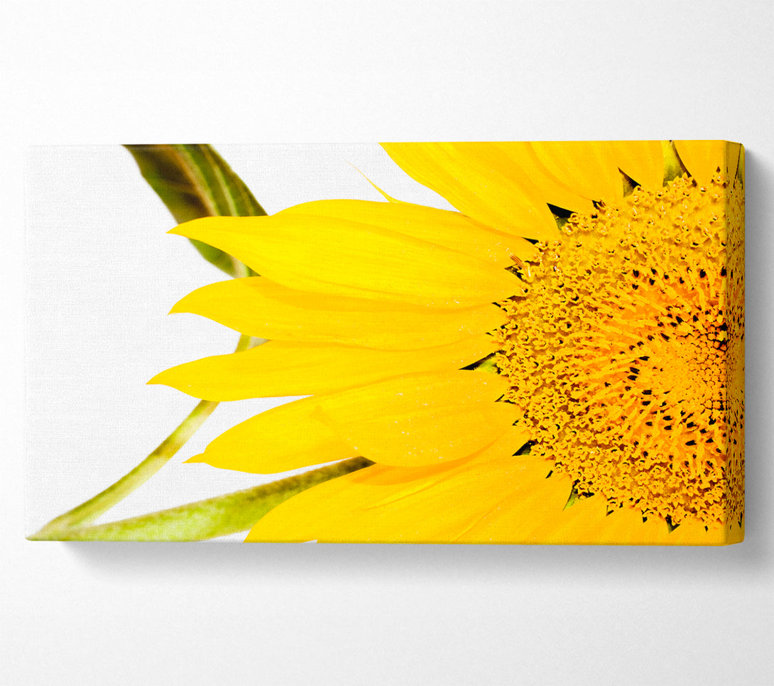  A Canvas Print of Close-Up Petal Sunflower Canvas Art