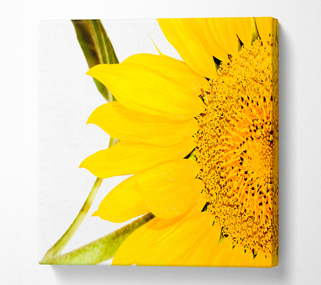  A Canvas Print of Close-Up Petal Sunflower Canvas Art