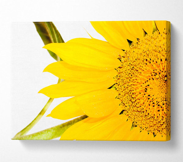  A Canvas Print of Close-Up Petal Sunflower Canvas Art