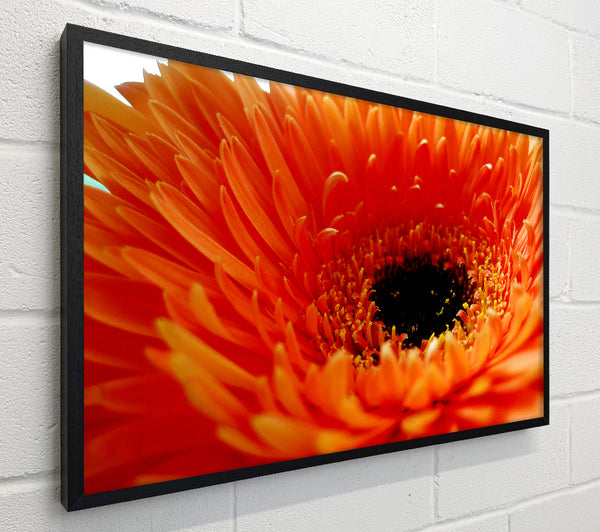 Orange Gerbera Close-Up