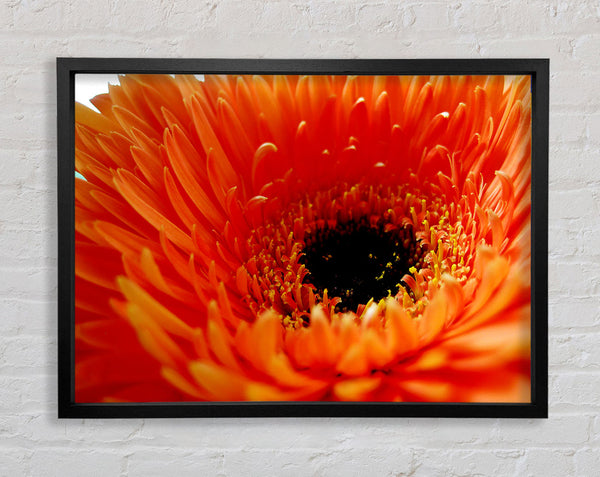 Orange Gerbera Nahaufnahme
