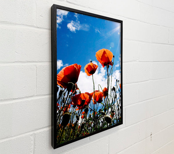 Orange Poppy Skys
