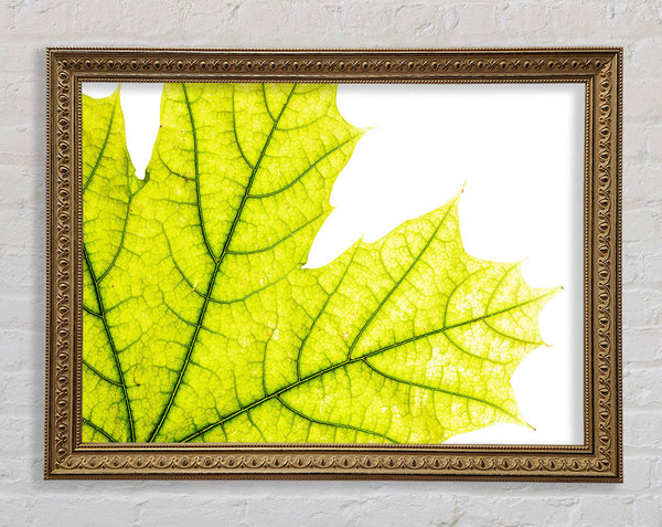 Prächtiges Blatt