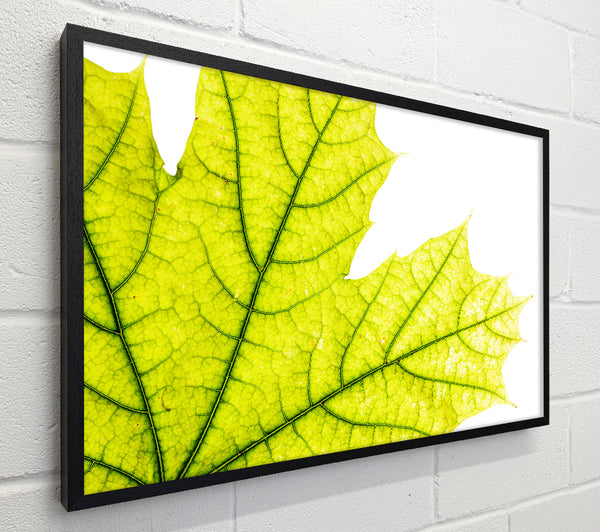Magnificent Leaf