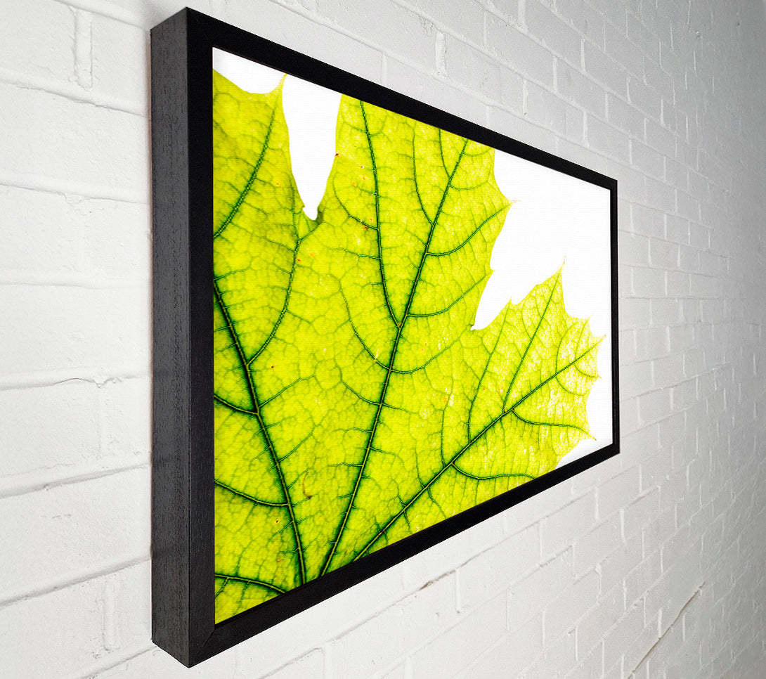  A Canvas Print of Magnificent Leaf Canvas Wall Art
