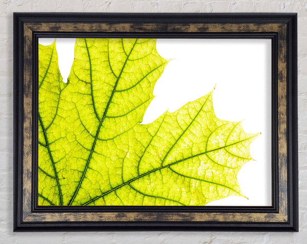 Magnificent Leaf Framed Print