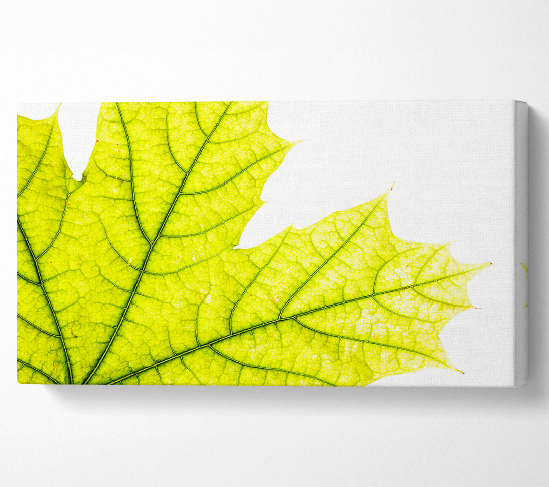 A Canvas Print of Magnificent Leaf Canvas Wall Art