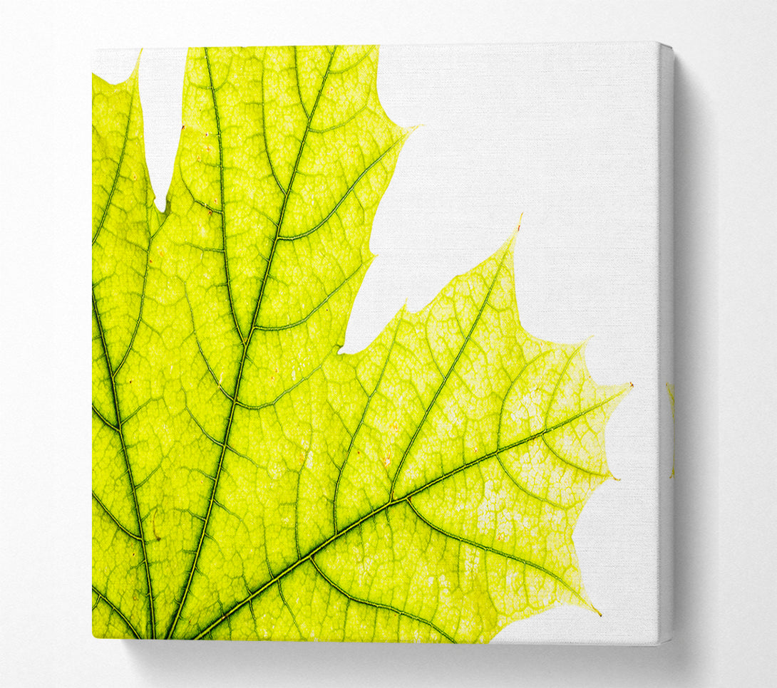  A Canvas Print of Magnificent Leaf Canvas Wall Art