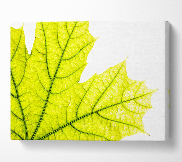  A Canvas Print of Magnificent Leaf Canvas Wall Art