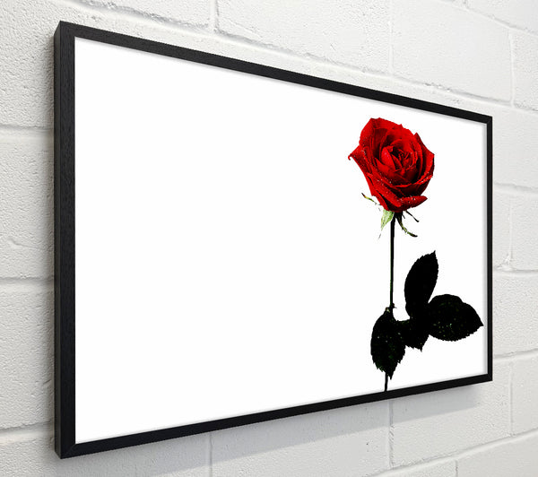 The Lovers Red Rose