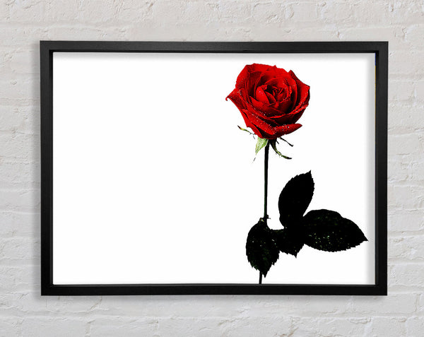 Die rote Rose der Liebenden