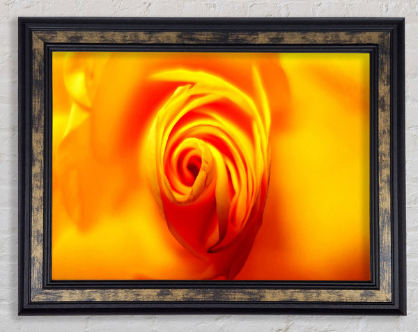 Golden Rose Centre Framed Print