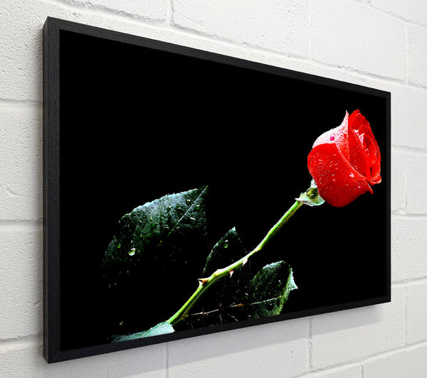Love Of A Single Red Rose