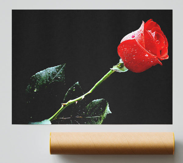 Love Of A Single Red Rose Giclee Print