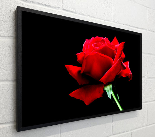 Red Rose Black Velvet