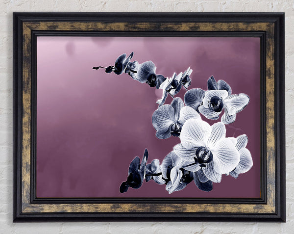 Snap Dragon Pink Framed Print