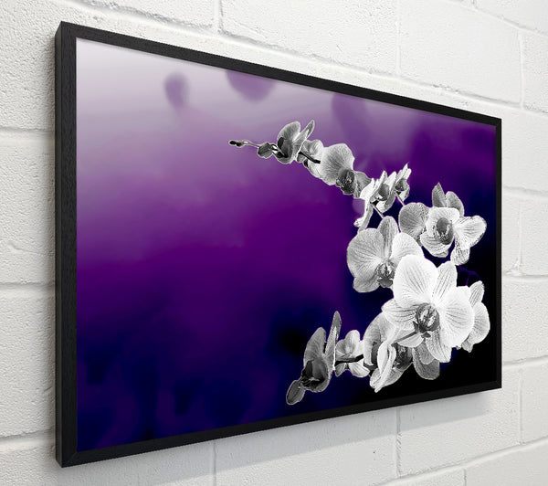 Snap Dragon Purple B n W