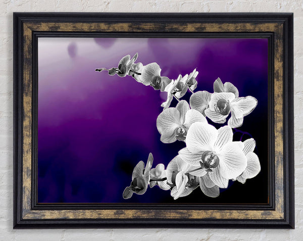 Snap Dragon Purple B n W Framed Print