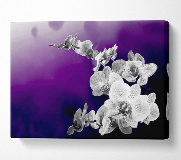 Snap Dragon Purple B n W