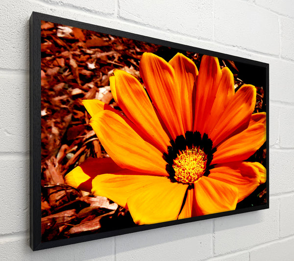 Fire Orange Beauty